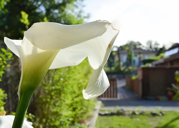 Eco Logis Le Colibri Le Teich